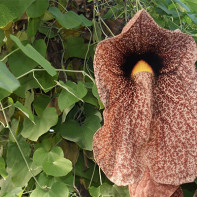 Free photo of dogwood