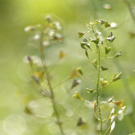 Photo of shepherd's purse 4
