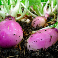 Turnip photo 5