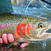 Photo of trout 5