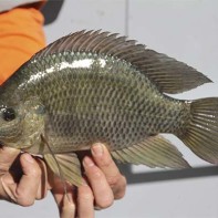 Photos of tilapia
