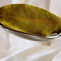 Bay leaf photo 3