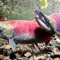 Photo of the sealfish 6