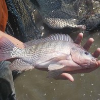 Photo of tilapia 4