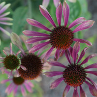 Photo of Echinacea 4