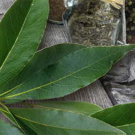 Bay leaf photo 2