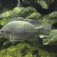 Photo of tilapia 5
