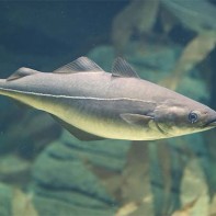 Photos of coalfish