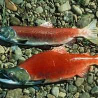 Photo of the seals 5