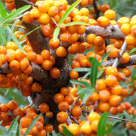 Sea buckthorn photo