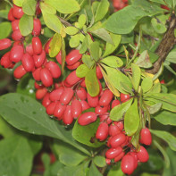Photo barberry 5