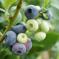 Blueberry photo 3