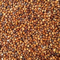 Photo of sorghum 5