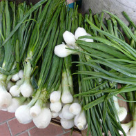 Photo of shallots
