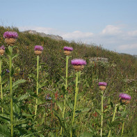 Photo of St. John's wort 4