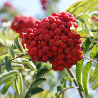 Photo of the Red Rowan