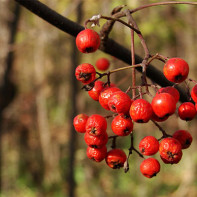 Photo of the Red Rowan 3