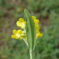 Photo of jaundice cap 4