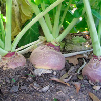 Photo of rutabaga 4
