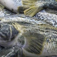 Photo of Nototenia 2