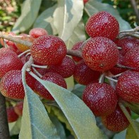 Photo of hepherdia 2