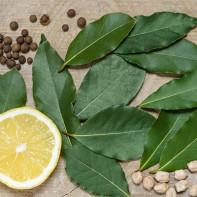 Bay leaf photo