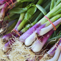 Photo of a shallot 5