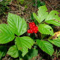 Photo of bilberry bramble 3