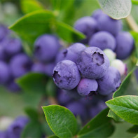 Blueberries photo