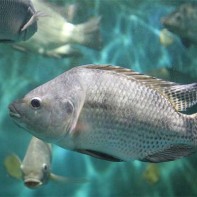 Photo of tilapia 3