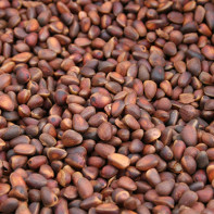 Photo of pine nuts