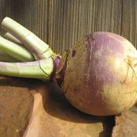 Photo of rutabaga 5
