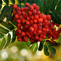 Photo of the Red Rowan 4