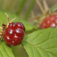 Photo of Sauerkraut 4