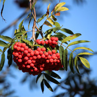 Photo of the red rowan 5