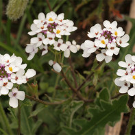 Photo of Iberian bitter