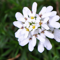 Photo of Iberianka 3