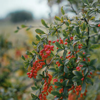 Barberry photo