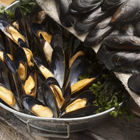 Photo of mussels 5