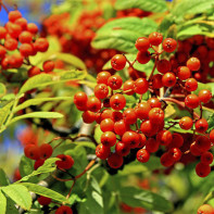 Photo of the Red Rowan 2