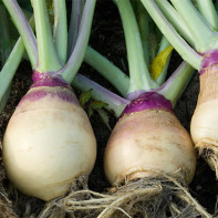 Photo of rutabaga 3