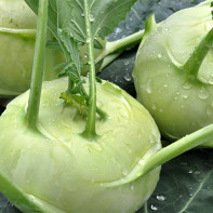 Photo of Kohlrabi