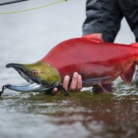 Photo of the nerka 2