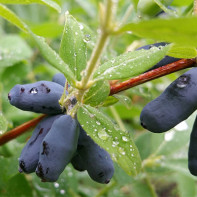 Photo of honeysuckle 3