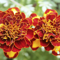 Foto de Marigold 3