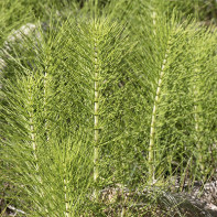 Bilde av Field Horsetail 2