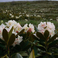 Foto de Rhododendron caucàsic 2