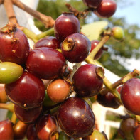 Bilde av jambolana 3