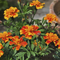 Foto de Marigold 5