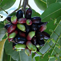 Bilde av jambolana 4